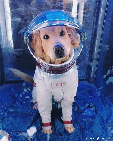 134 Marvel-Inspired Dog Names: Heroic & Legendary Choices