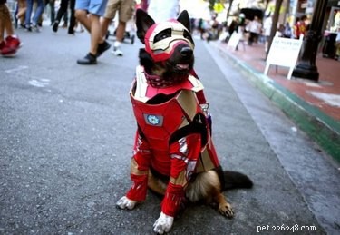 134 Marvel-Inspired Dog Names: Heroic & Legendary Choices