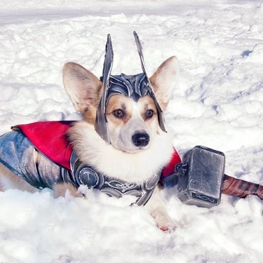 134 Marvel-Inspired Dog Names: Heroic & Legendary Choices