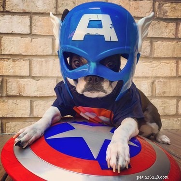 134 Marvel-Inspired Dog Names: Heroic & Legendary Choices