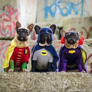 134 Marvel-Inspired Dog Names: Heroic & Legendary Choices