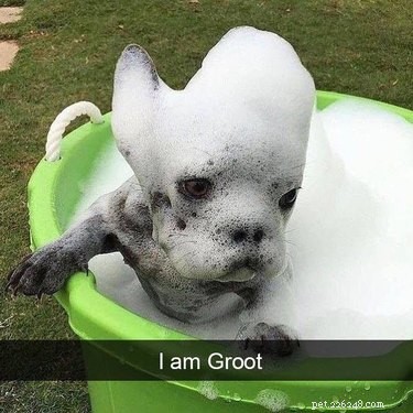 134 Marvel-Inspired Dog Names: Heroic & Legendary Choices