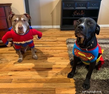 134 Marvel-Inspired Dog Names: Heroic & Legendary Choices