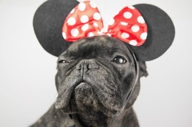 202 Disney‑Inspired Dog Names: Choose the Perfect Name for Your Pup