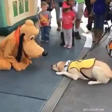 202 Disney‑Inspired Dog Names: Choose the Perfect Name for Your Pup