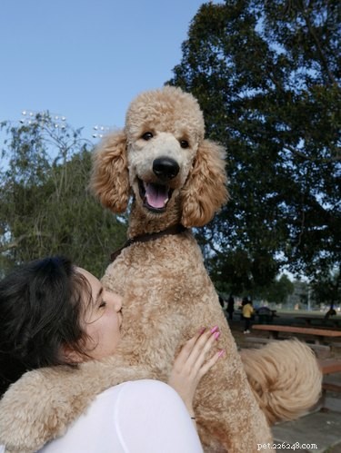 179 Elegant & Creative Names for Your Poodle