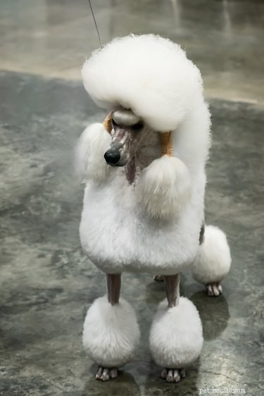 179 Elegant & Creative Names for Your Poodle
