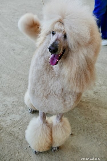 179 Elegant & Creative Names for Your Poodle