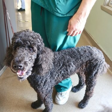 179 Elegant & Creative Names for Your Poodle