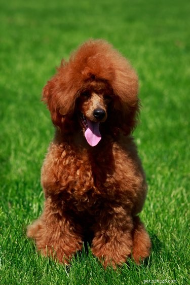 179 Elegant & Creative Names for Your Poodle