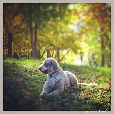 179 Elegant & Creative Names for Your Poodle
