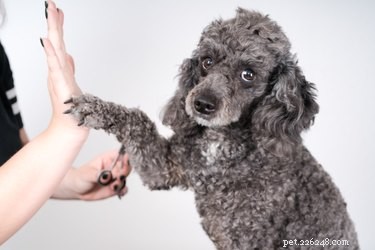 179 Elegant & Creative Names for Your Poodle