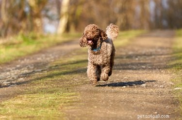 179 Elegant & Creative Names for Your Poodle