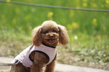 179 Elegant & Creative Names for Your Poodle