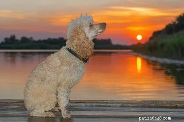 179 Elegant & Creative Names for Your Poodle
