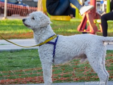 179 Elegant & Creative Names for Your Poodle