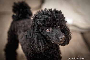 179 Elegant & Creative Names for Your Poodle