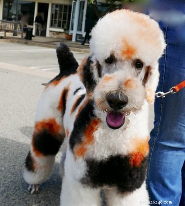 179 Elegant & Creative Names for Your Poodle