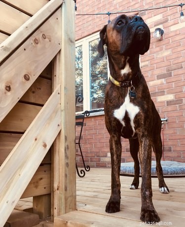 101 Boxer Names: Pick the Perfect Fit for Your Playful Pup