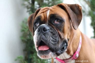 101 Boxer Names: Pick the Perfect Fit for Your Playful Pup