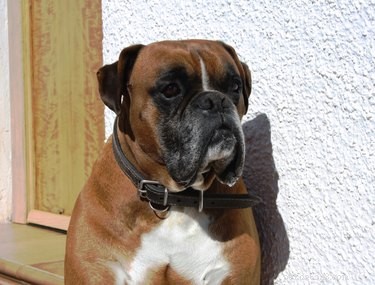 101 Boxer Names: Pick the Perfect Fit for Your Playful Pup