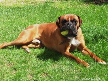 101 Boxer Names: Pick the Perfect Fit for Your Playful Pup