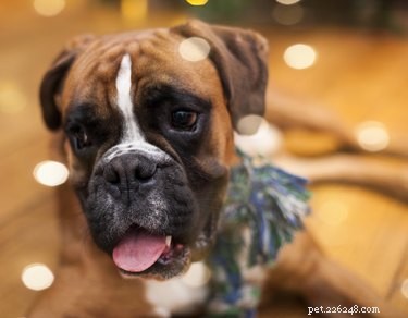 101 Boxer Names: Pick the Perfect Fit for Your Playful Pup