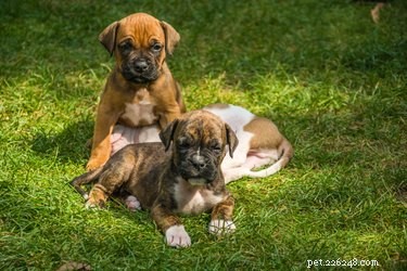 101 Boxer Names: Pick the Perfect Fit for Your Playful Pup