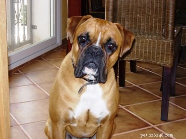 101 Boxer Names: Pick the Perfect Fit for Your Playful Pup