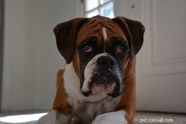 101 Boxer Names: Pick the Perfect Fit for Your Playful Pup