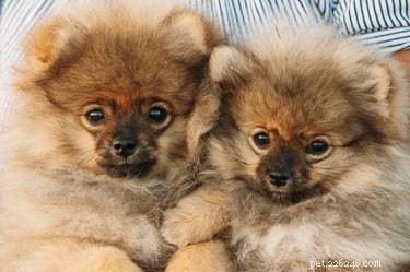 103 Charming Names for Your Fluffy Dog