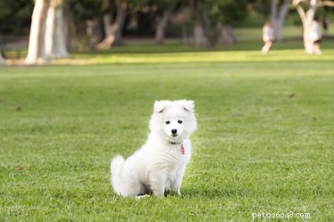 103 Charming Names for Your Fluffy Dog