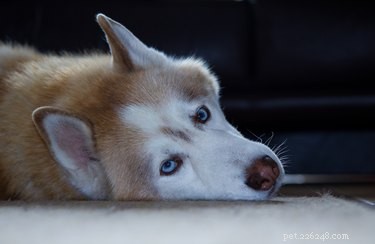 103 Charming Names for Your Fluffy Dog