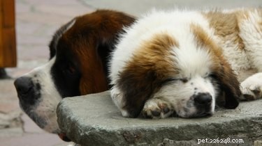 103 Charming Names for Your Fluffy Dog