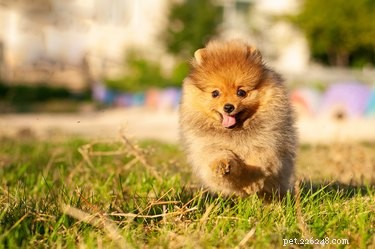 103 Charming Names for Your Fluffy Dog