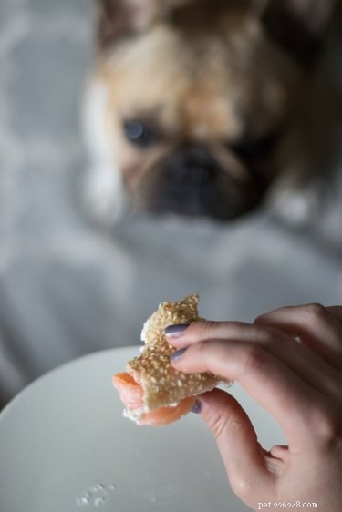 107 New York-Inspired Dog Names for Your Furry Friend