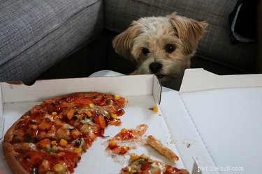107 New York-Inspired Dog Names for Your Furry Friend