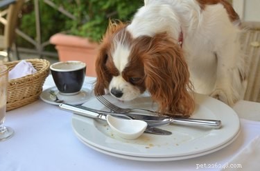 107 New York-Inspired Dog Names for Your Furry Friend