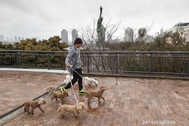 107 New York-Inspired Dog Names for Your Furry Friend