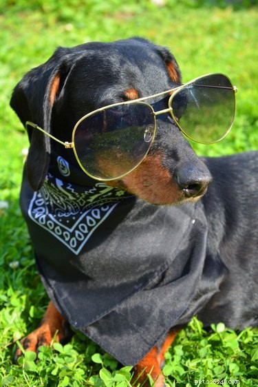 107 New York-Inspired Dog Names for Your Furry Friend