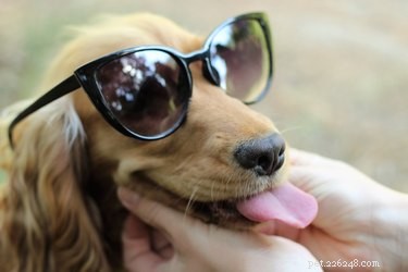 107 New York-Inspired Dog Names for Your Furry Friend