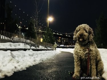 107 New York-Inspired Dog Names for Your Furry Friend