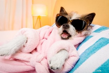 107 New York-Inspired Dog Names for Your Furry Friend
