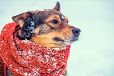 104 Authentic Swedish Dog Names for Your New Companion