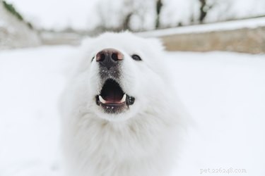 104 Authentic Swedish Dog Names for Your New Companion