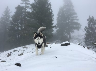104 Authentic Swedish Dog Names for Your New Companion