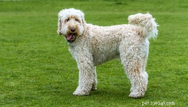 104 Authentic Swedish Dog Names for Your New Companion