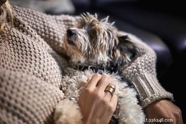 104 Authentic Swedish Dog Names for Your New Companion
