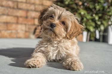 104 Authentic Swedish Dog Names for Your New Companion