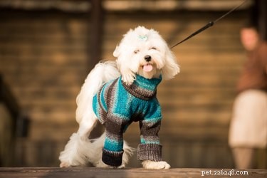 104 Authentic Swedish Dog Names for Your New Companion